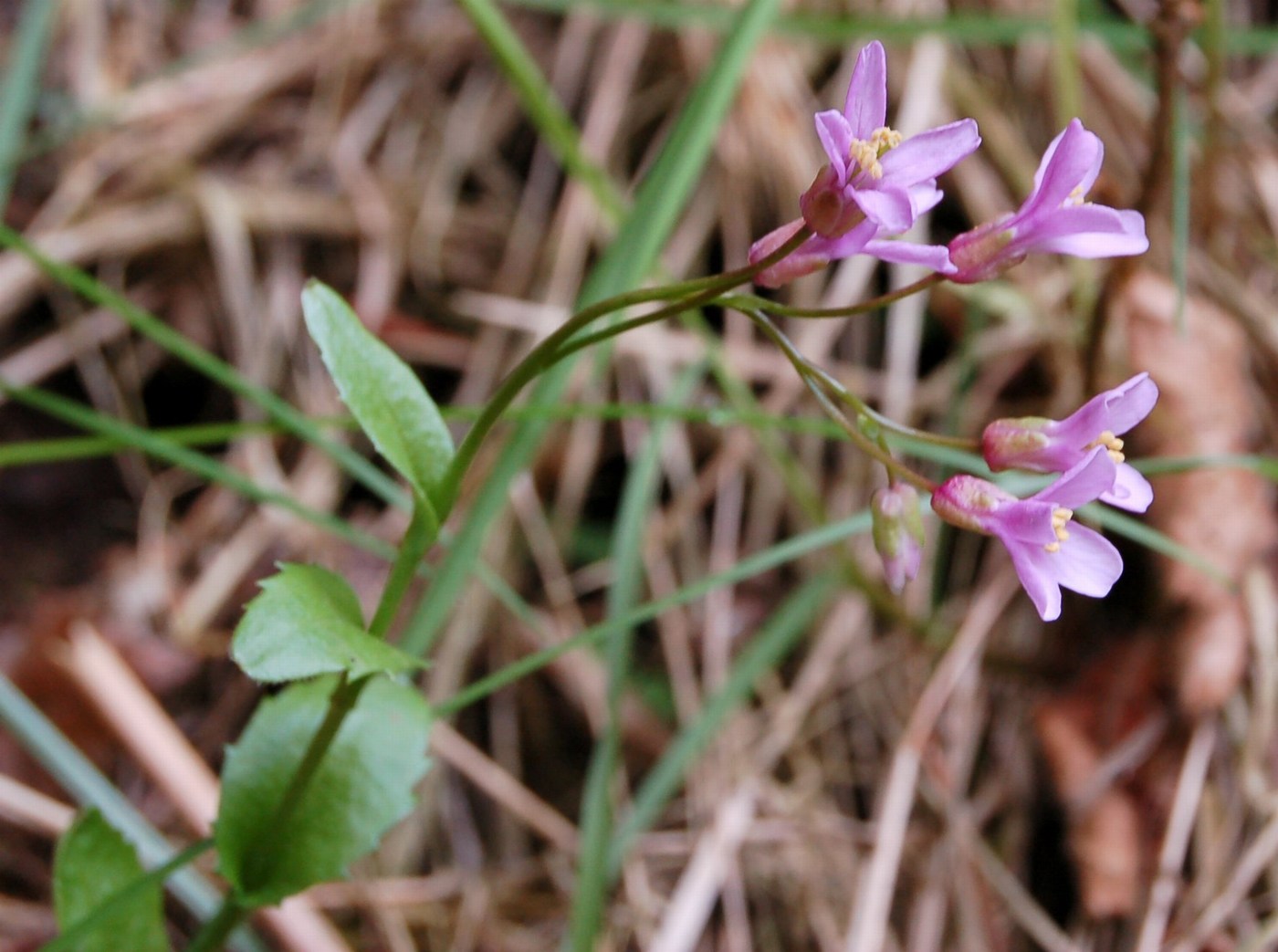 Arabette, voglia di primavera